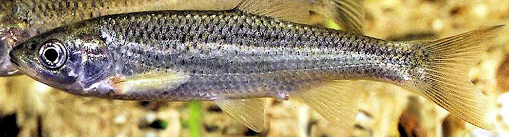 Squalius malacitanus_02.jpg